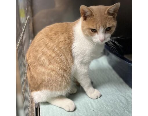 Blue Ridge, GA - Domestic Shorthair. Meet Lennox a Pet for Adoption ...