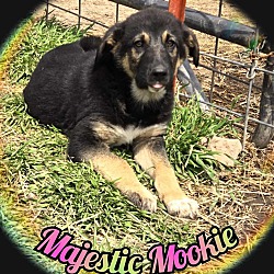 Thumbnail photo of Mookie #3