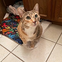 adopt a pet