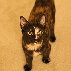 Thumbnail photo of Pebbles *FOSTER NEEDED* #1