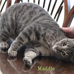 Thumbnail photo of Maddie - Adopted August 2016 #2