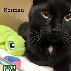 Thumbnail photo of Norman #4