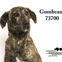 Thumbnail photo of Gumbeaux (Foster Care) #4