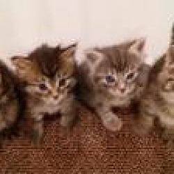Thumbnail photo of Sterling and Siblings #1