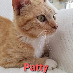 Thumbnail photo of Patty #2