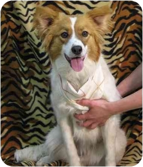 Newland, NC - Australian Shepherd. Meet Precious a Dog for Adoption.