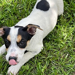 Photo of Nugget
