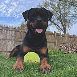 Photo of Kona