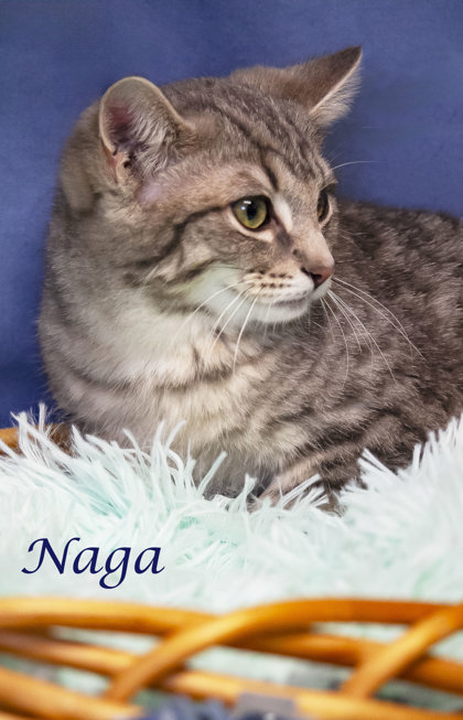 Thumbnail photo of Naga (C24-005) #2