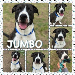 Thumbnail photo of Jumbo #1