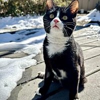 adopt a pet