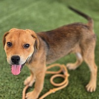 adopt a pet
