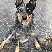 adopt a pet