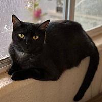 adopt-pet