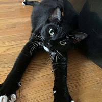 adopt a pet