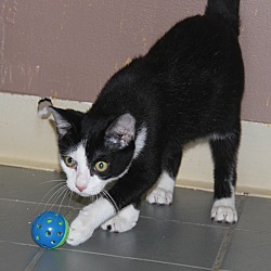 Thumbnail photo of Sylvester (Neutered) - Update #4