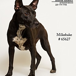 Thumbnail photo of Milkshake (Foster) #4