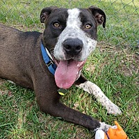 Umatilla, FL - Cattle Dog. Meet Rocky a Pet for Adoption.