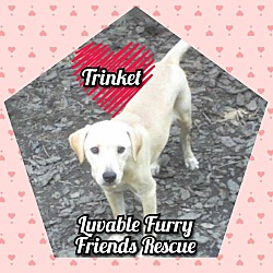 Thumbnail photo of TRINKET #1
