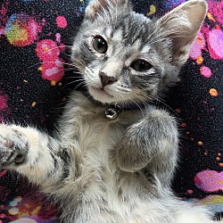 Thumbnail photo of Tabitha  (Bewitched Kittens) #1