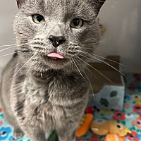 adopt a pet