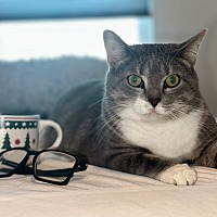 adopt a pet