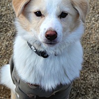 adopt-pet
