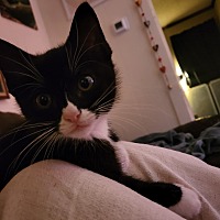 adopt a pet