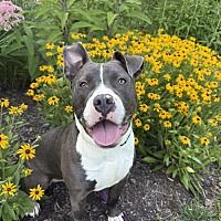 adopt a pet