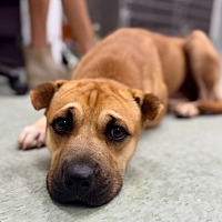 adopt a pet