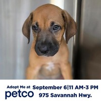 adopt a pet