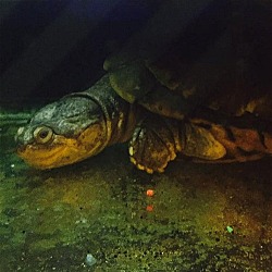 Photo of Siddle