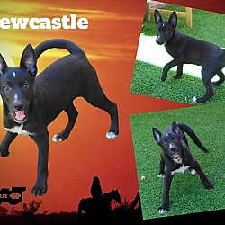 Photo of Newcastle (Puppy)