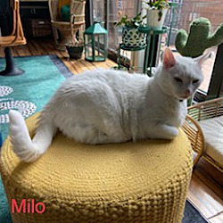 Thumbnail photo of Milo #2