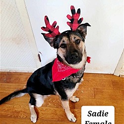 Thumbnail photo of Sadie #2