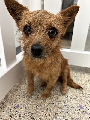 Thousand Oaks, CA - Border TerrieNorfolk Terrier. Meet Francine a Pet