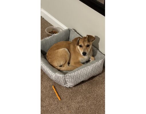 Wilmington, NC - German Shepherd Dog/Beagle. Meet Kaz a Pet for ...