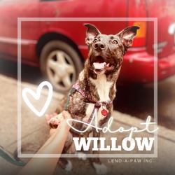 Thumbnail photo of Willow #2