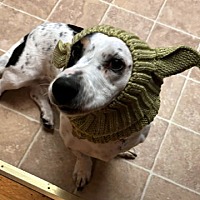 adopt a pet