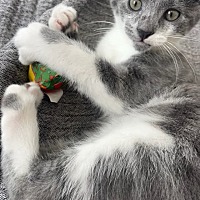 adopt a pet