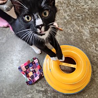 adopt a pet