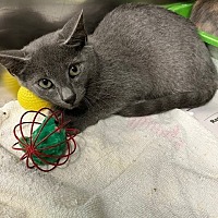 adopt a pet