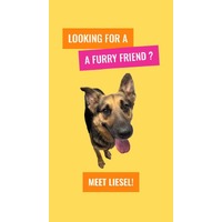 adopt a pet