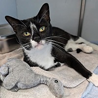 adopt a pet
