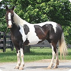 Thumbnail photo of Esprit - companion horse #2