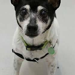 Thumbnail photo of Old Little Dog (Marty) #3