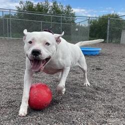 Animal Allies Humane Society In Duluth Minnesota