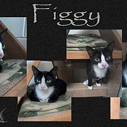 Thumbnail photo of Figgy #2