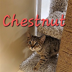 Thumbnail photo of Chestnut #2