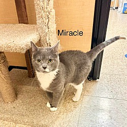Thumbnail photo of Miracle #2